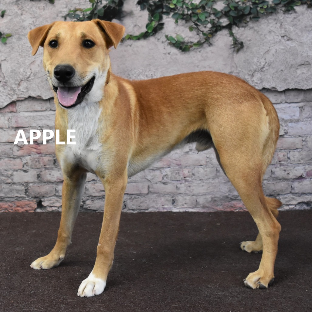 Apple