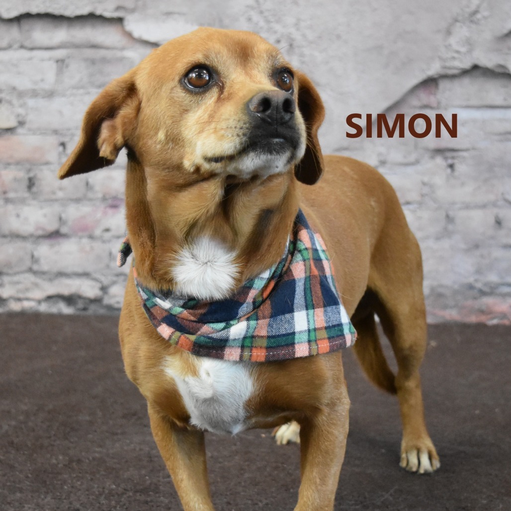 Simon
