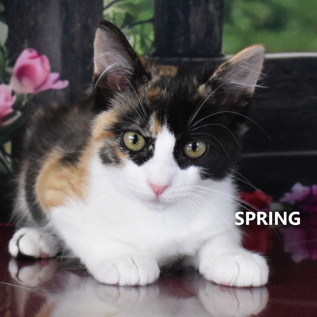 Spring 