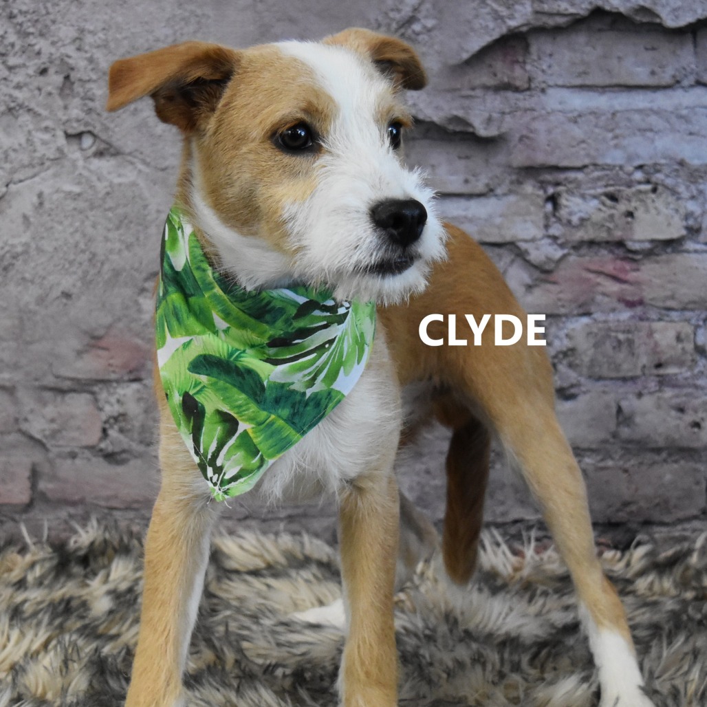 Clyde 