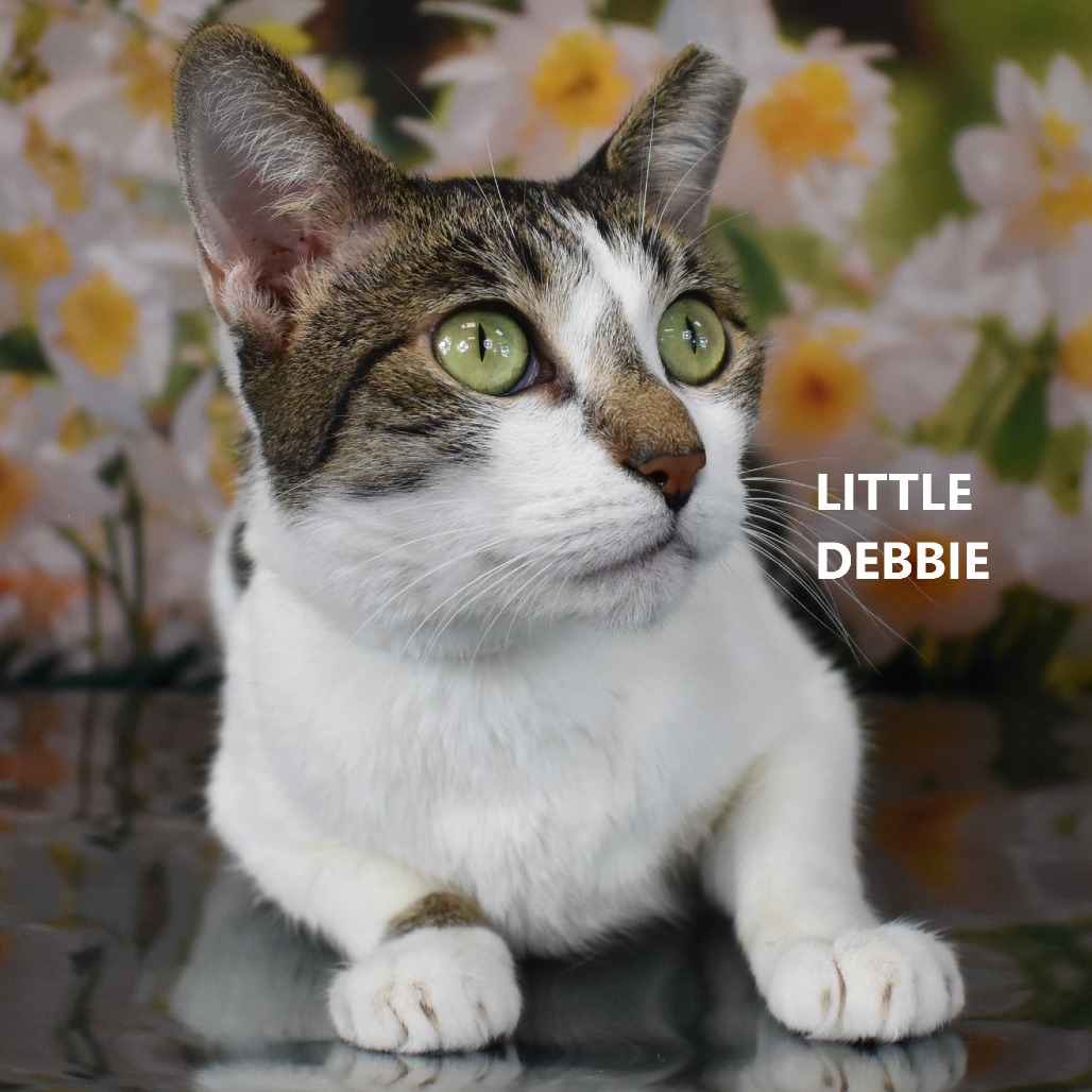 Little Debbie 