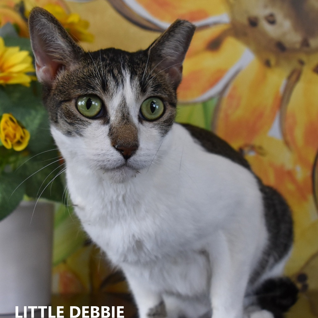 Little Debbie 