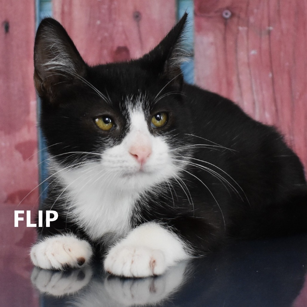 Flip