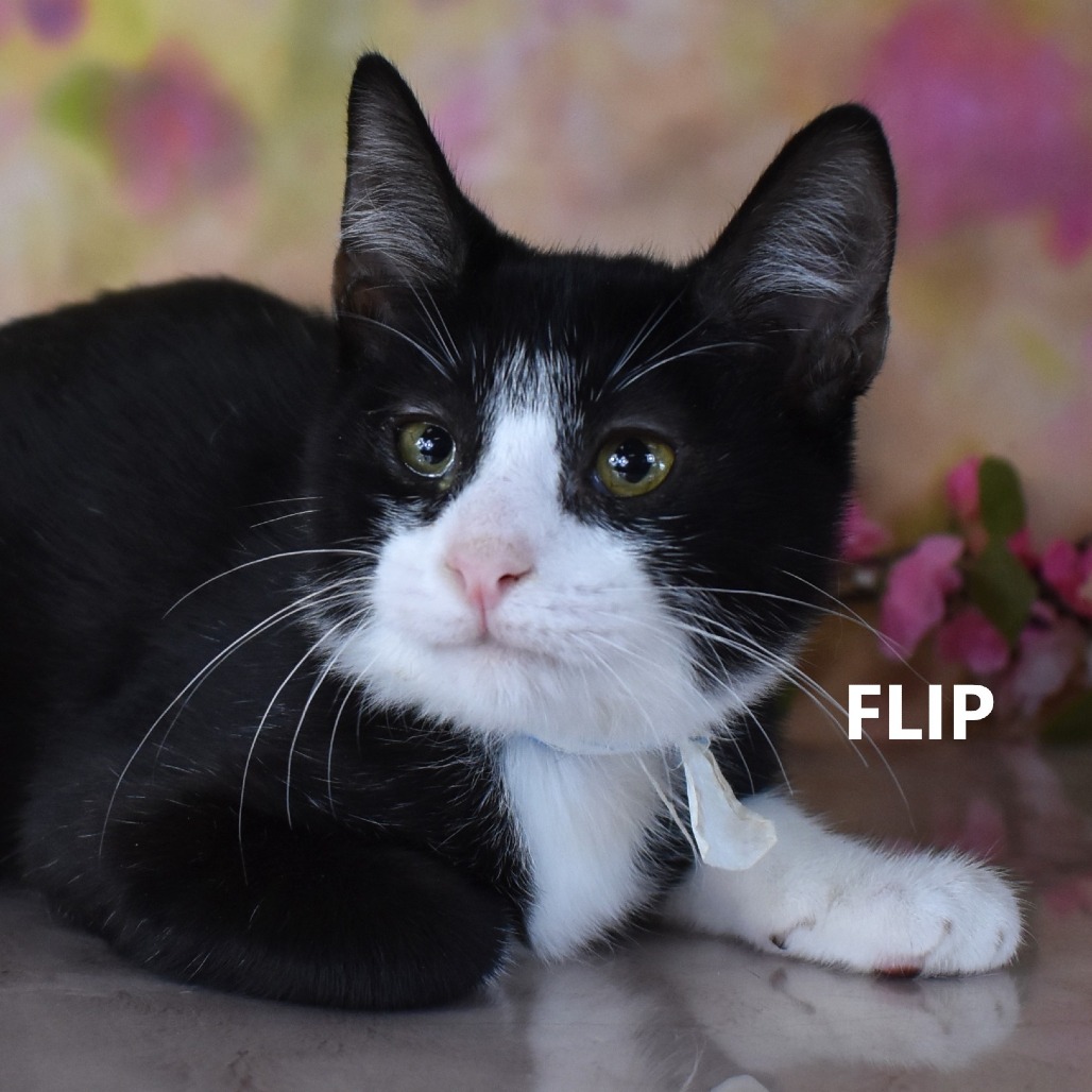 Flip