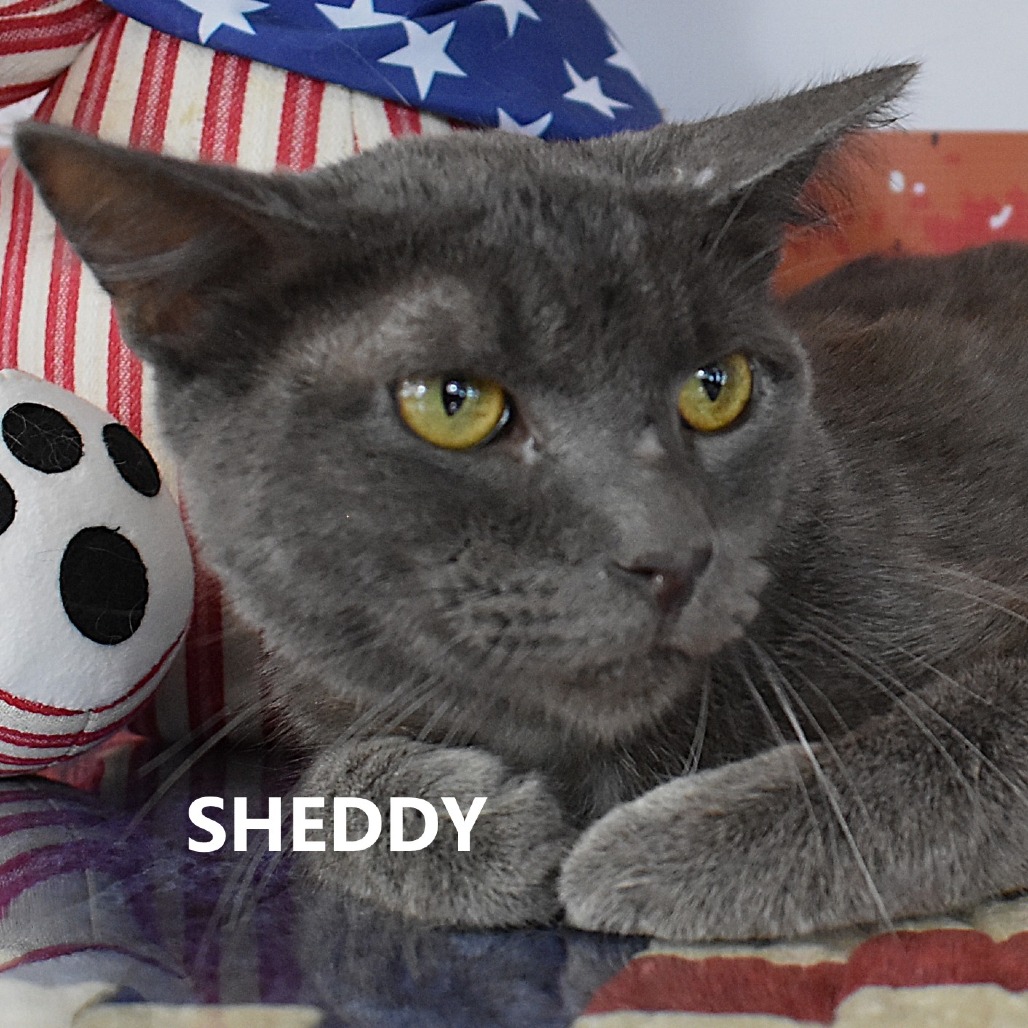 Sheddy