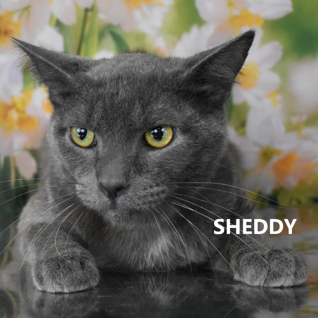 Sheddy