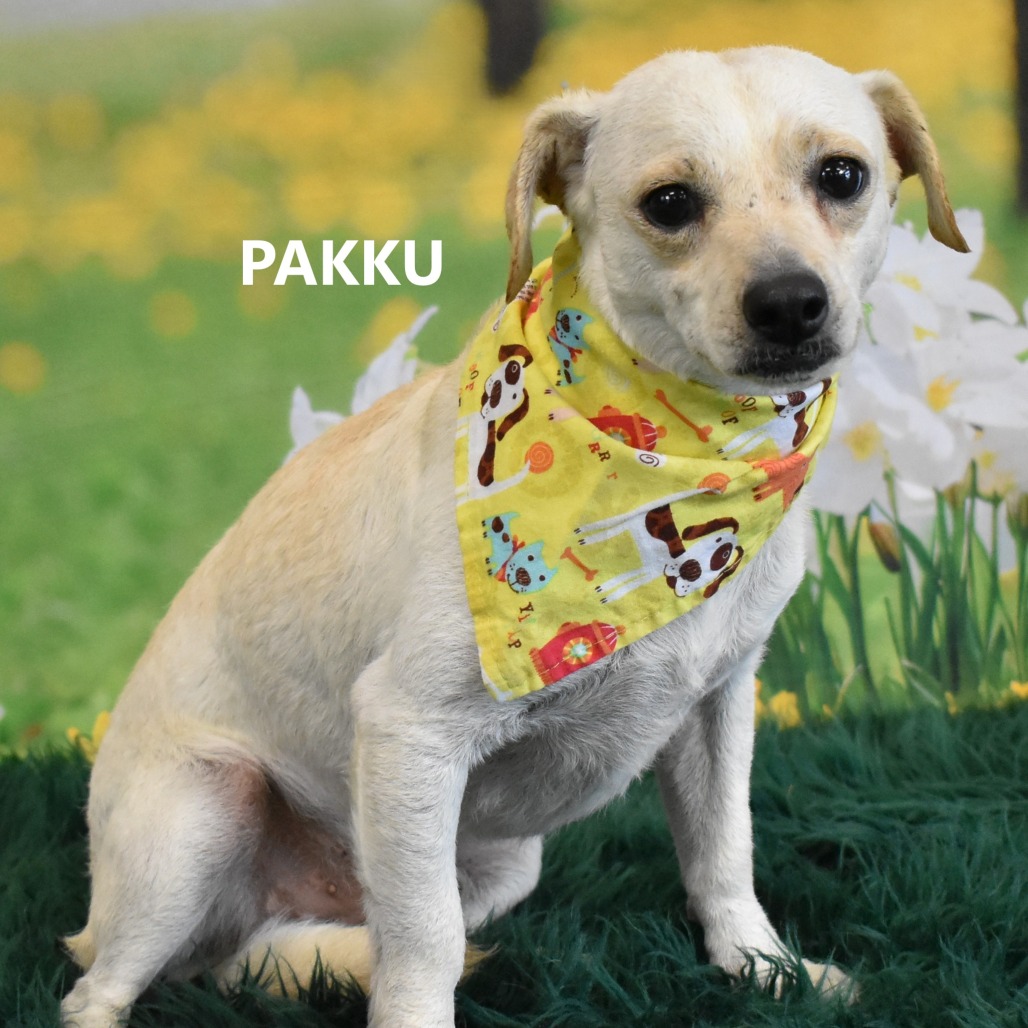Pakku