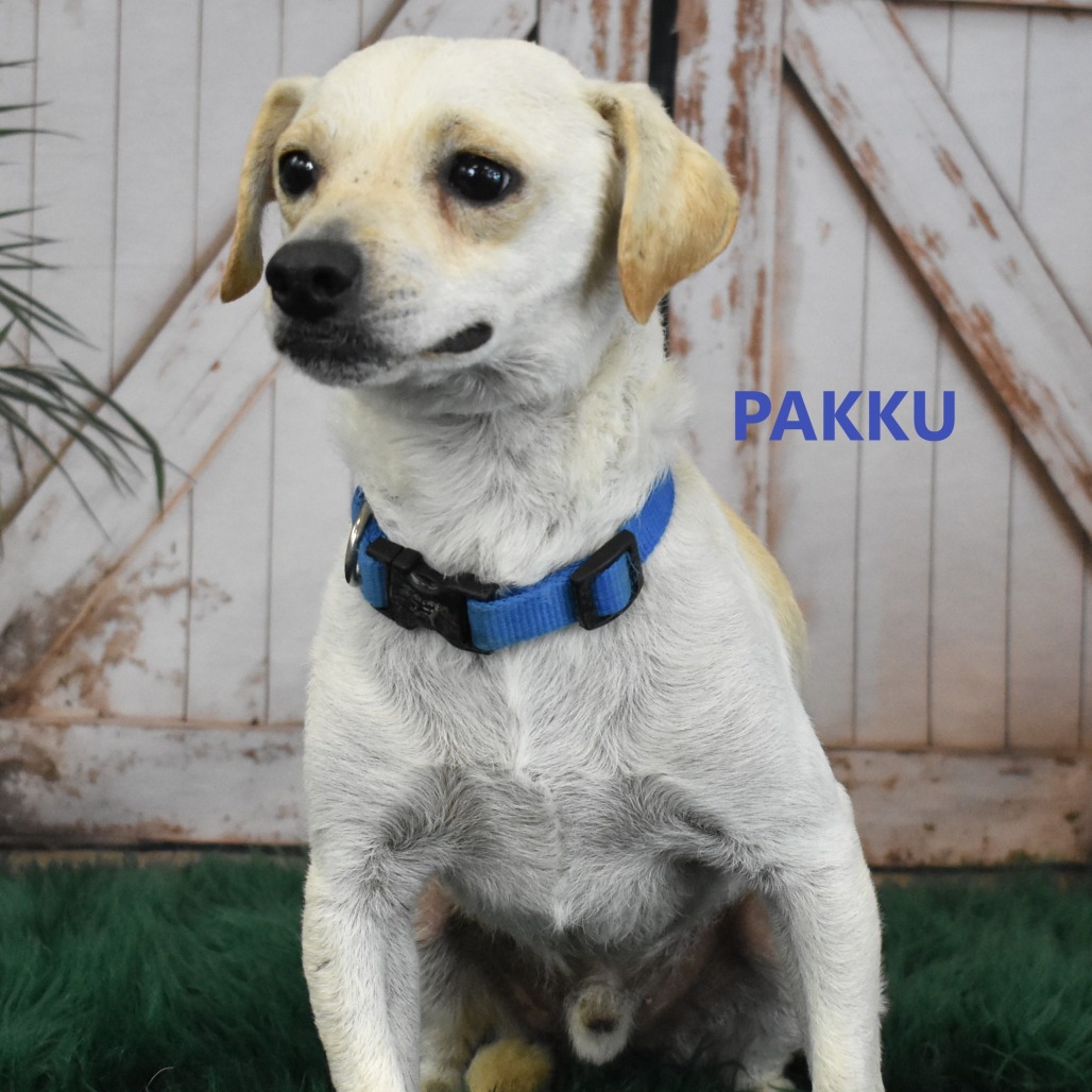 Pakku