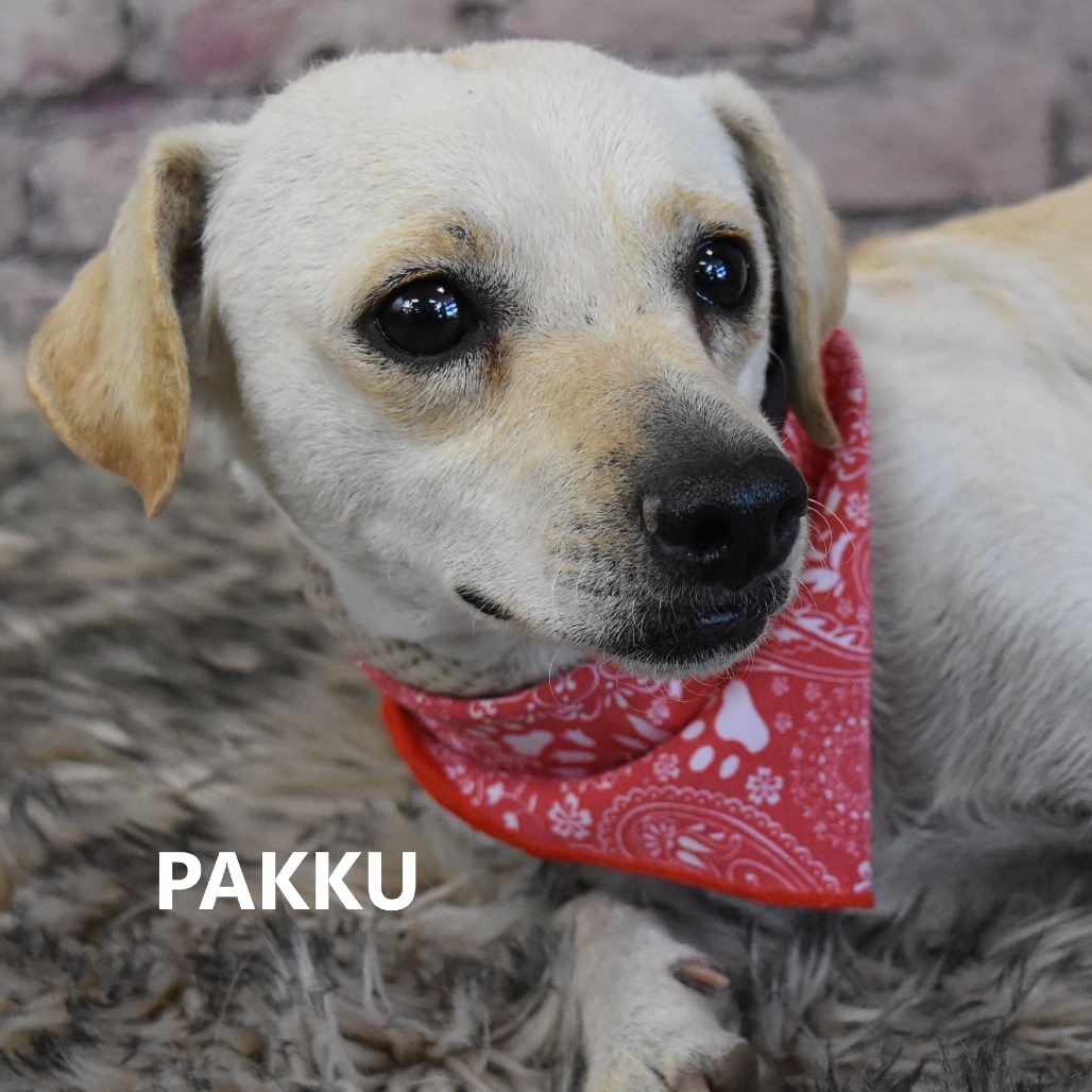 Pakku