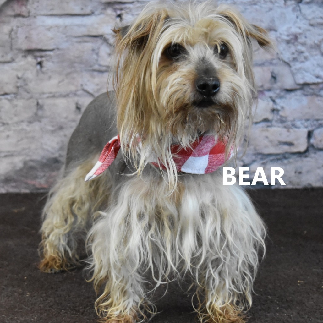 Bear