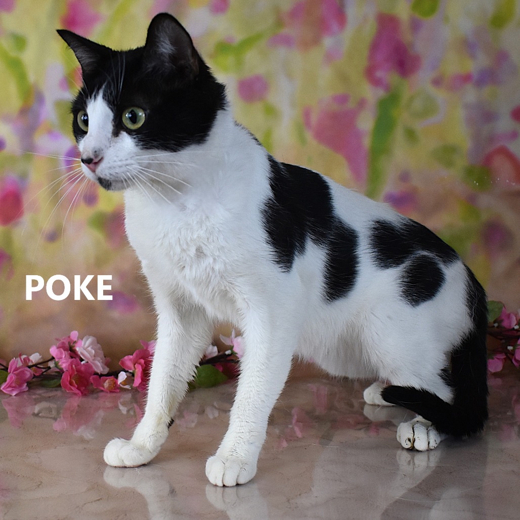 Poke