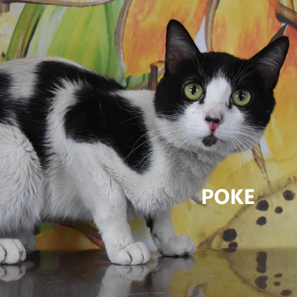 Poke