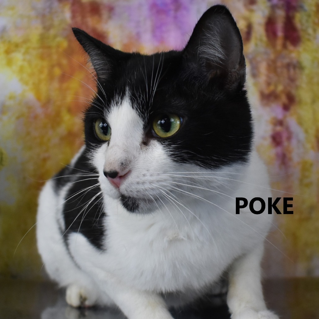 Poke