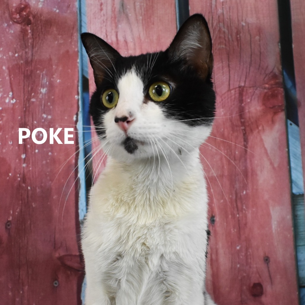 Poke
