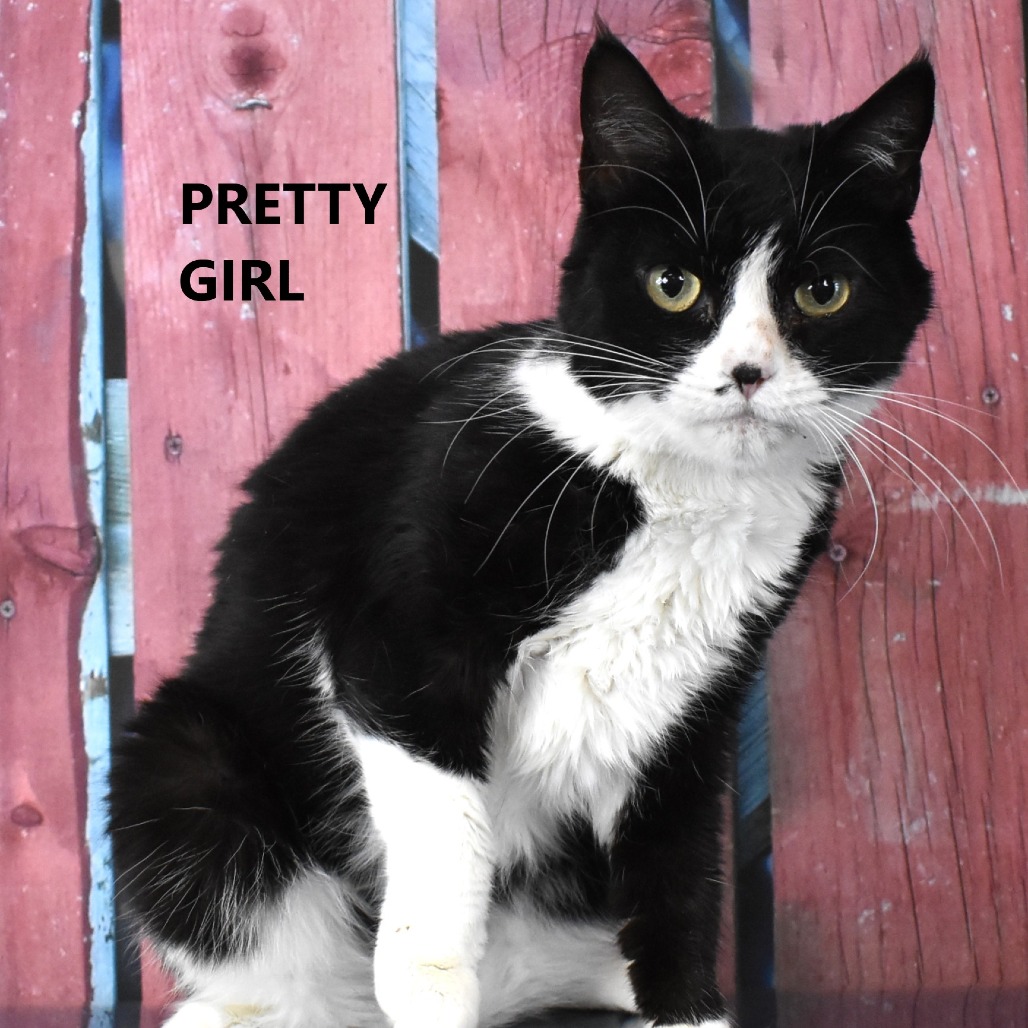 Pretty Girl