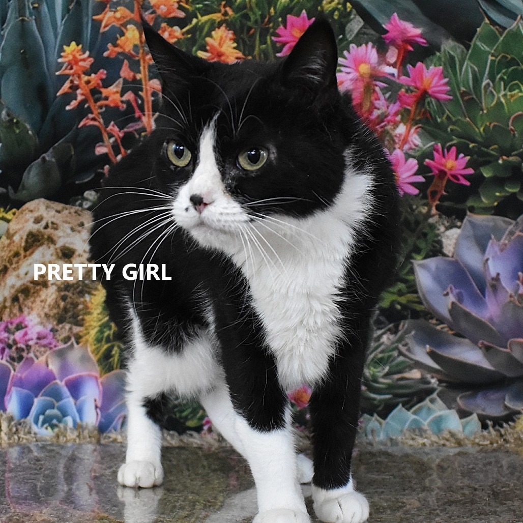 Pretty Girl