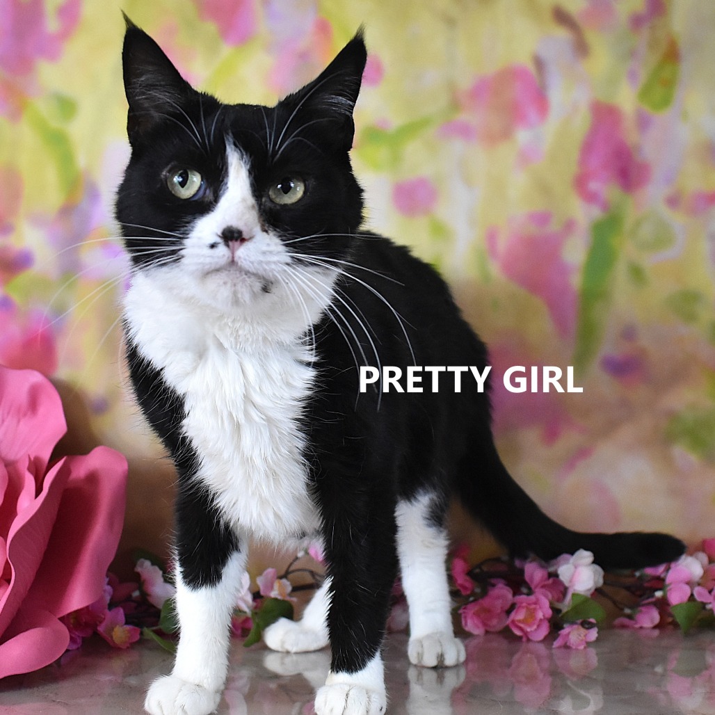 Pretty Girl