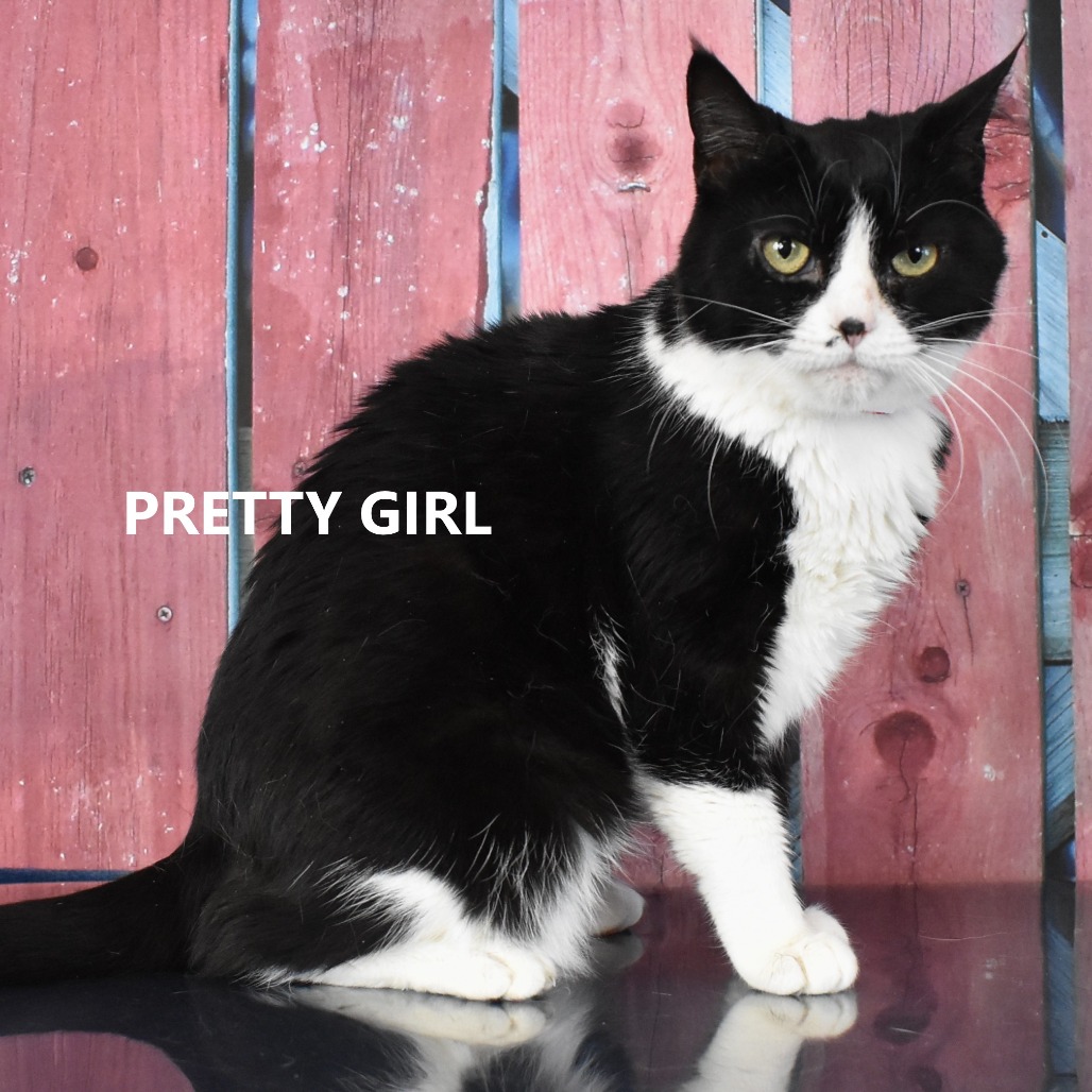 Pretty Girl