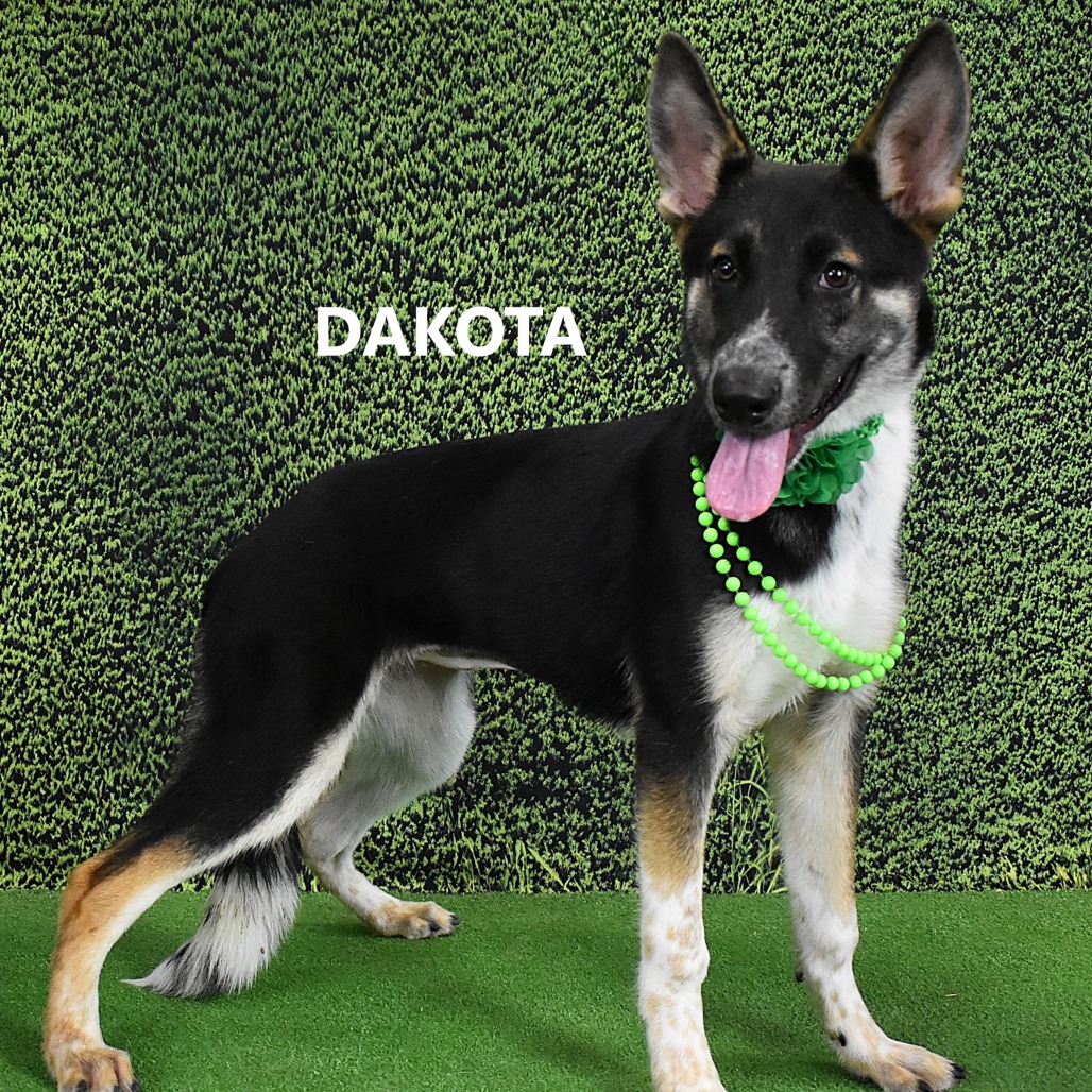 Dakota