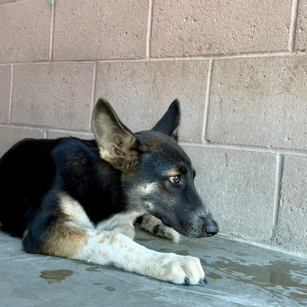 Dakota