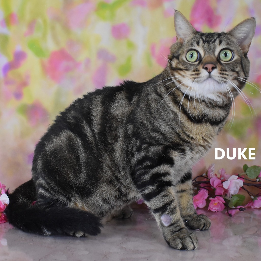 Duke 