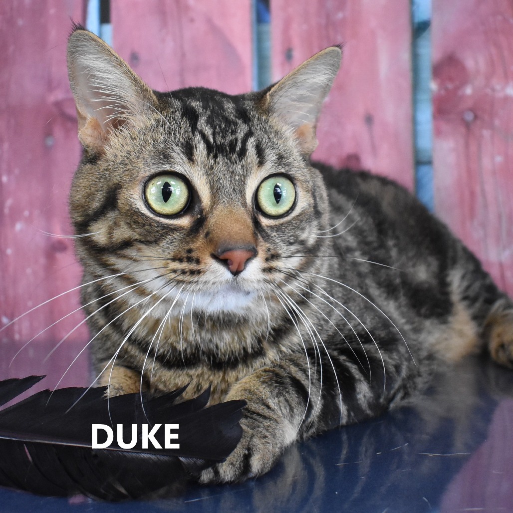 Duke 
