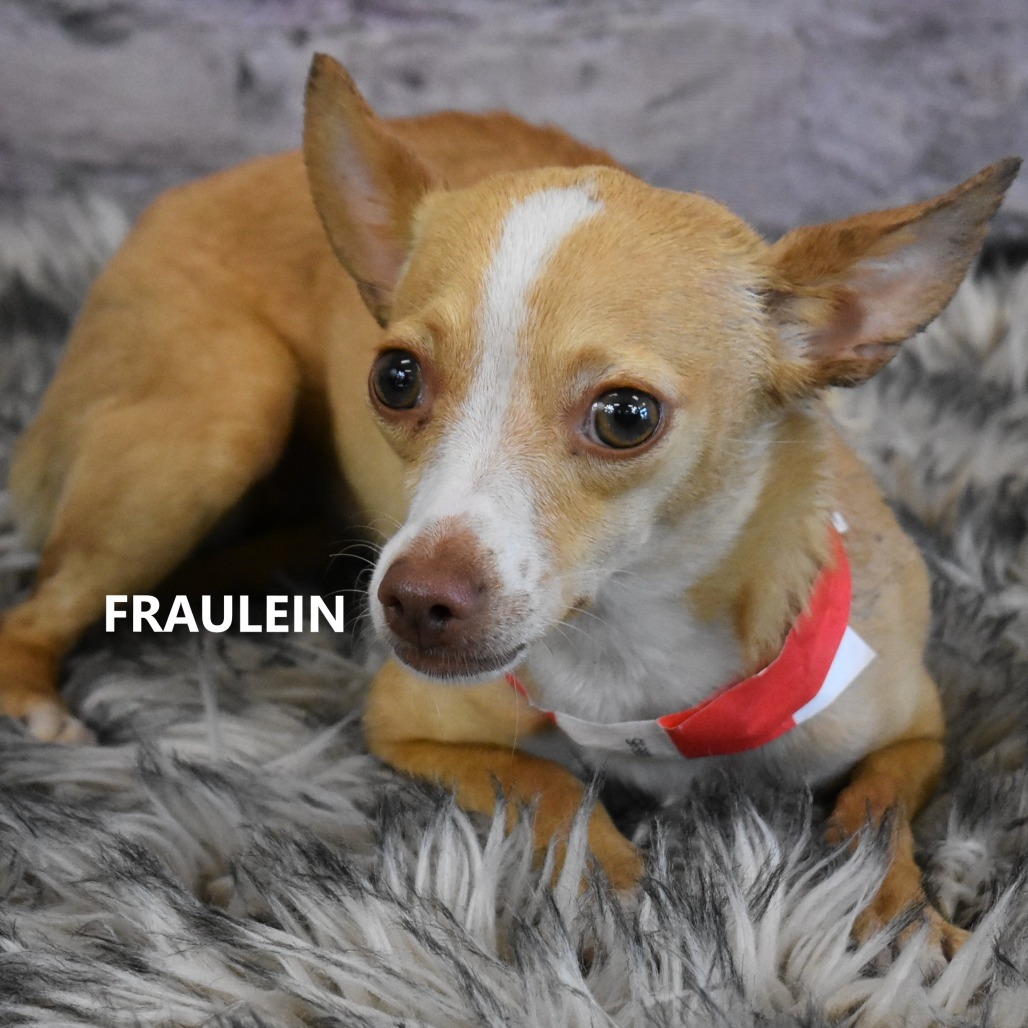 Fraulein