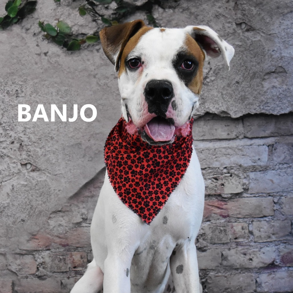 Banjo