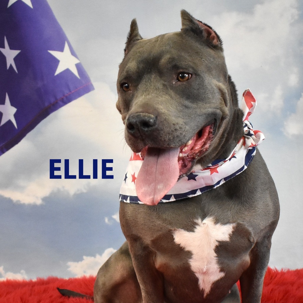Ellie 