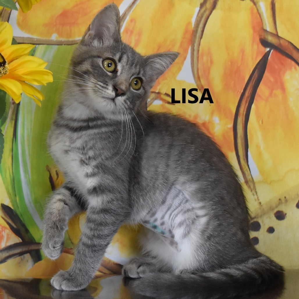 Lisa