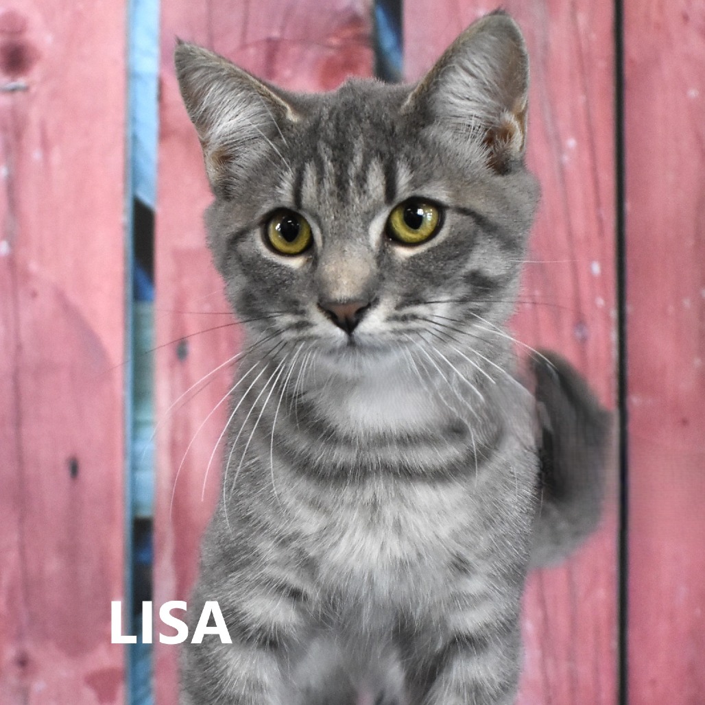 Lisa