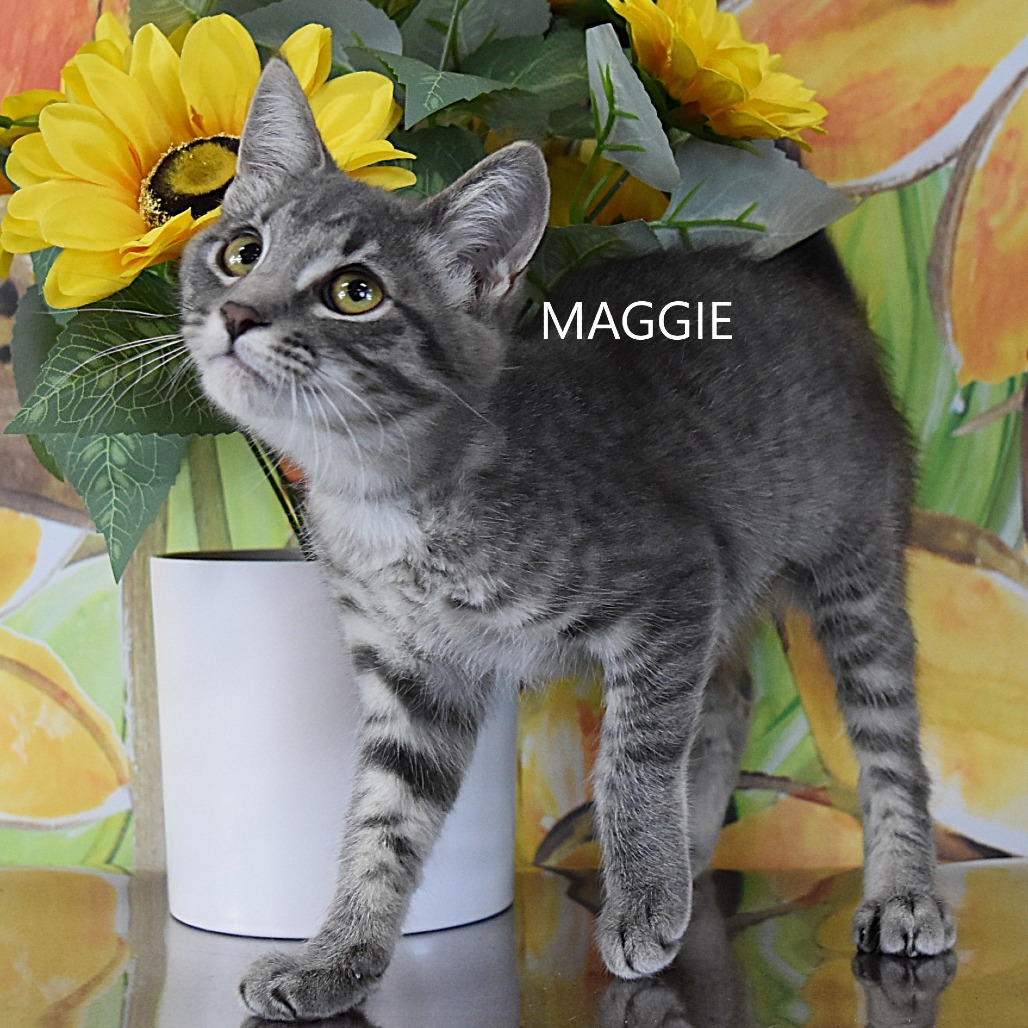 Maggie