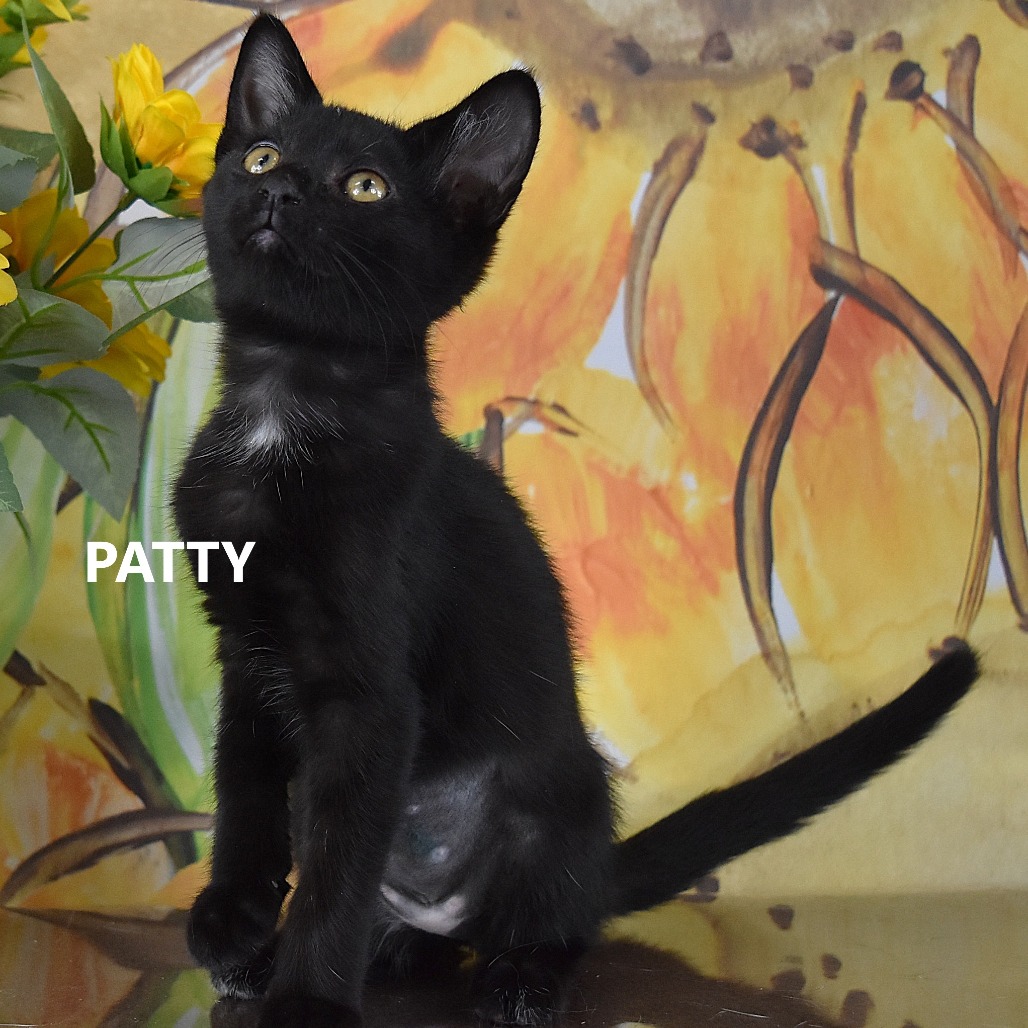 Patty