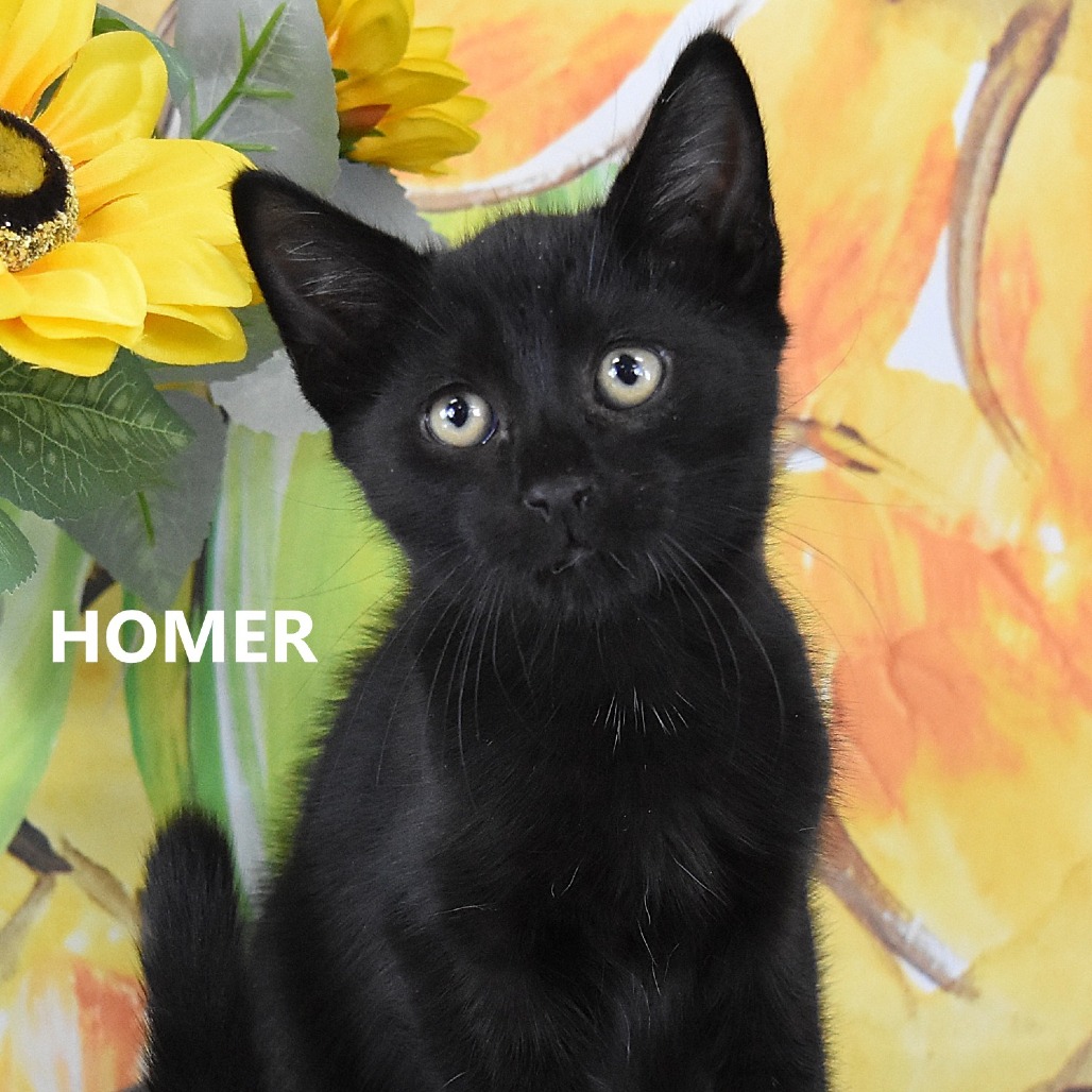 Homer