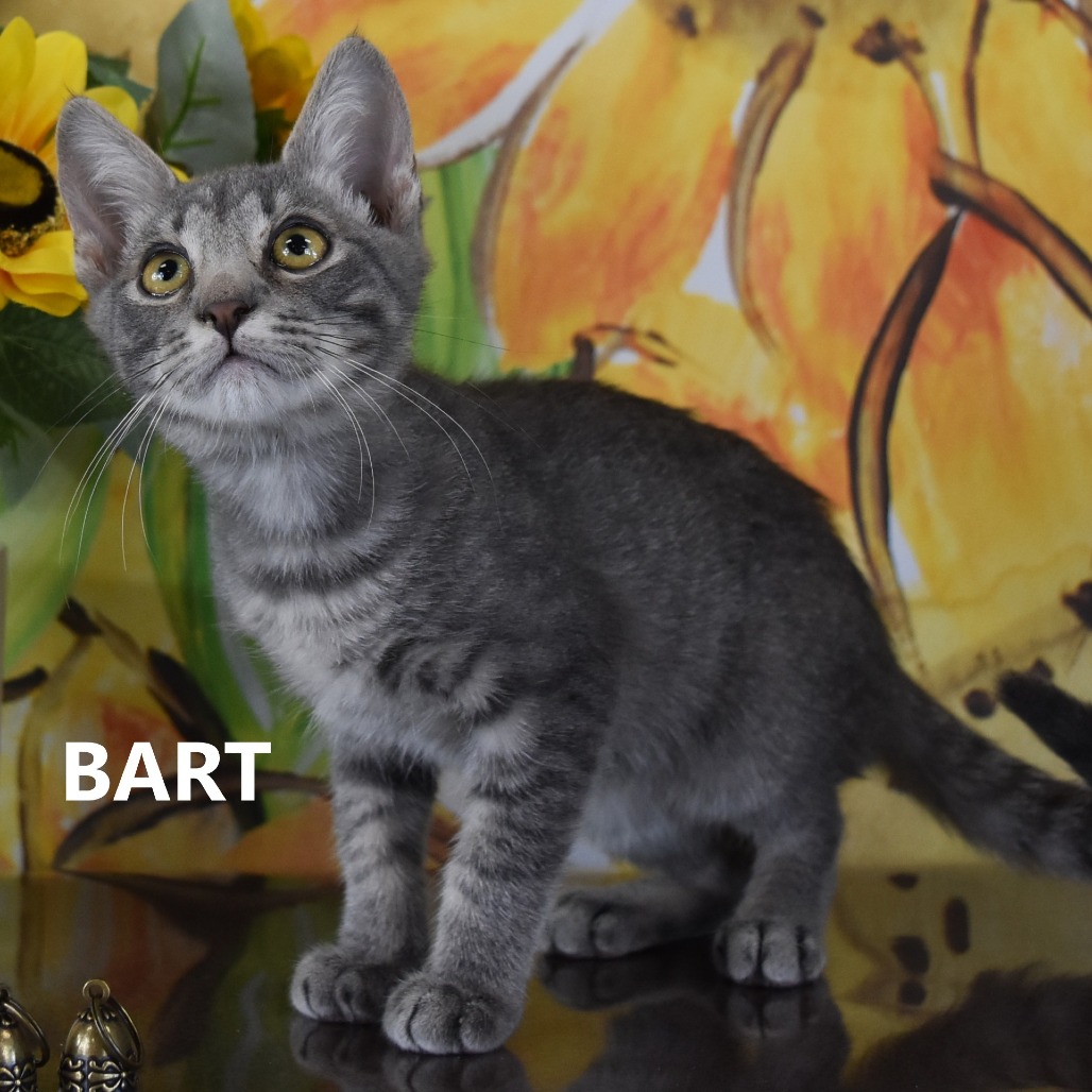 Bart