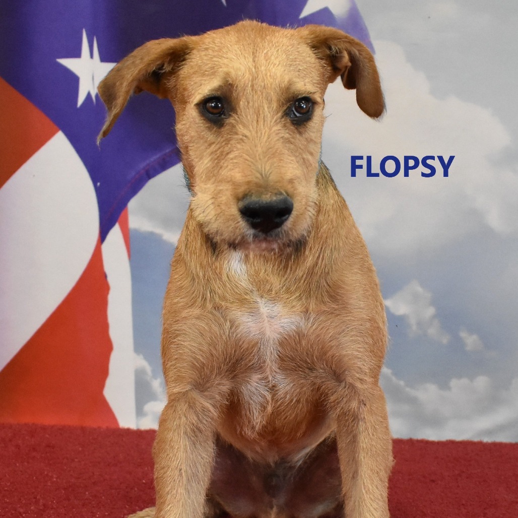 Flopsy