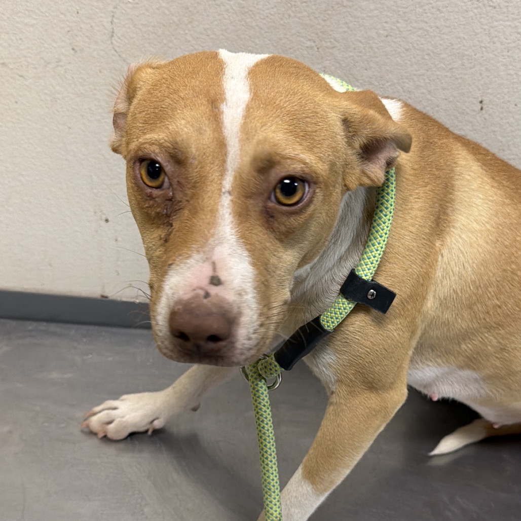 Pecan