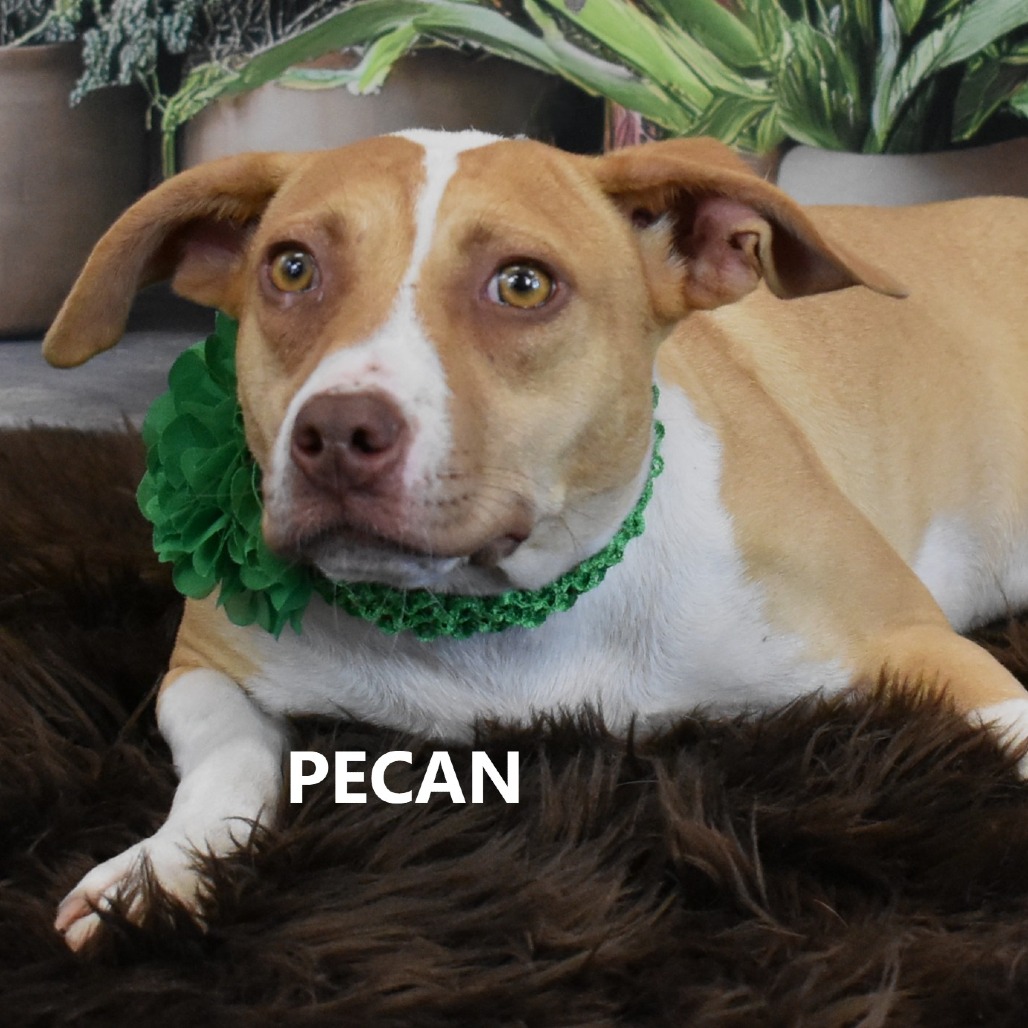 Pecan