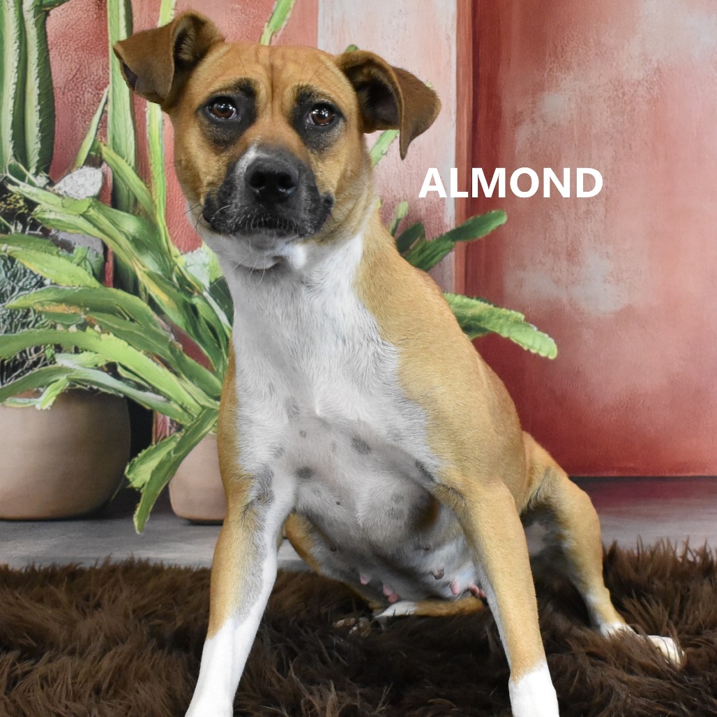 Almond