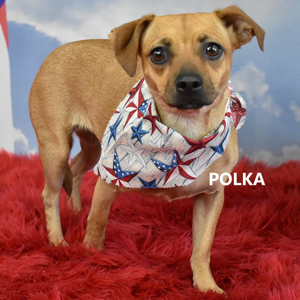Polka