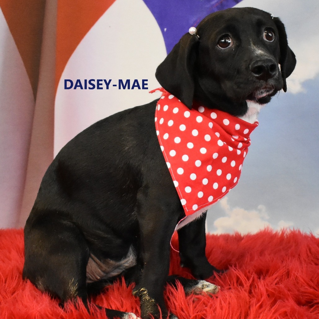 Daisey-Mae