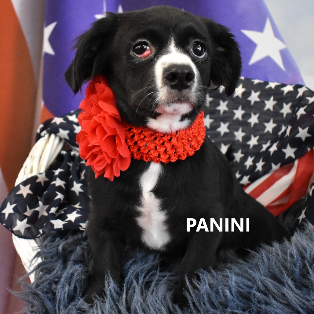 Panini