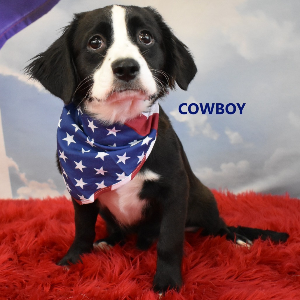 Cowboy