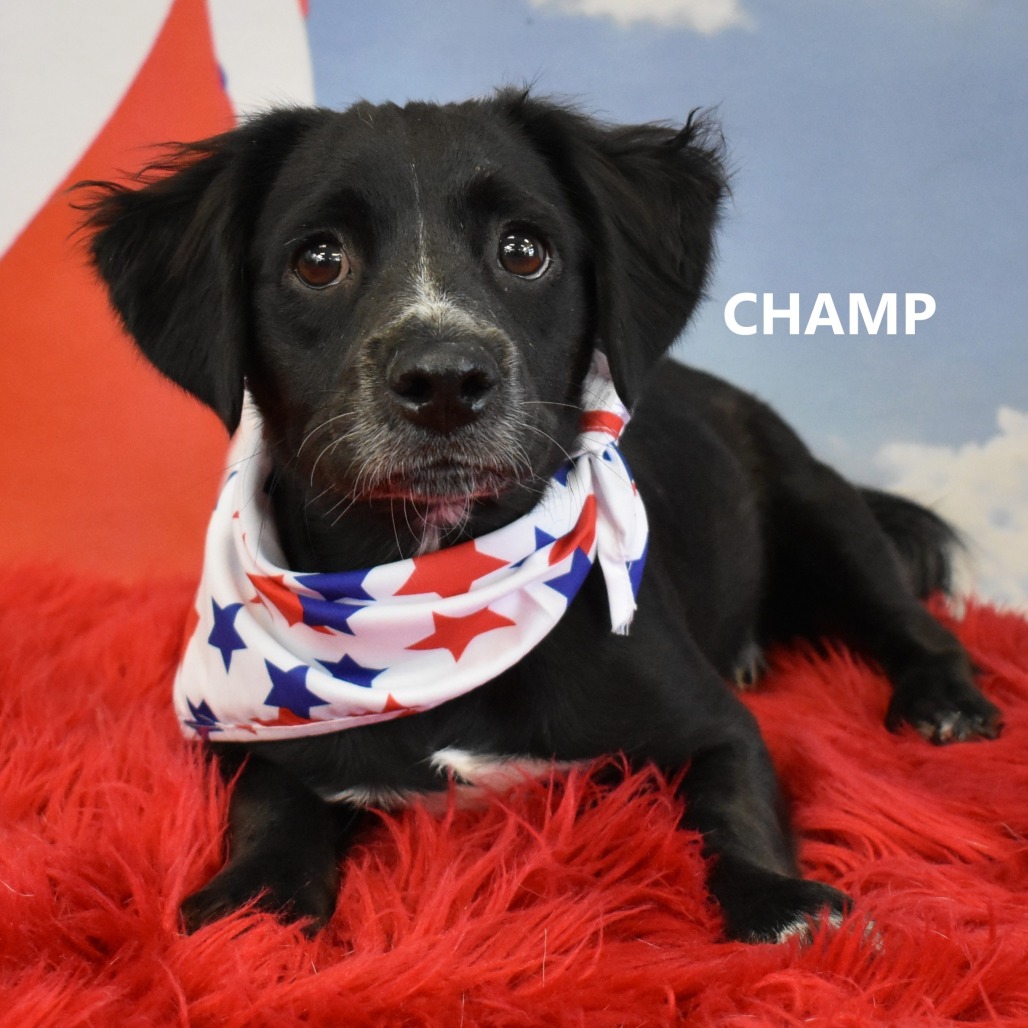 Champ