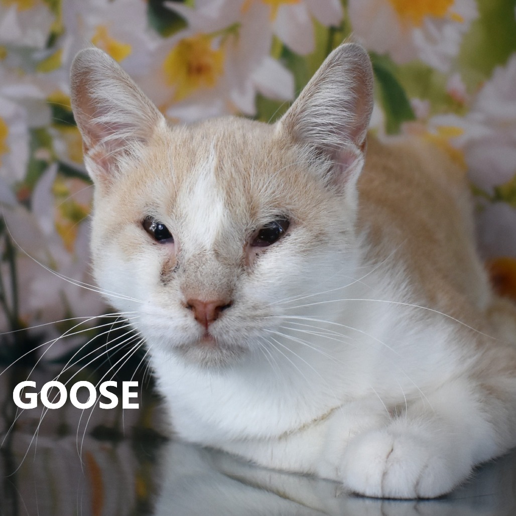 Goose