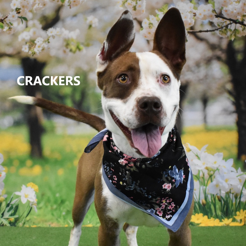 Crackers