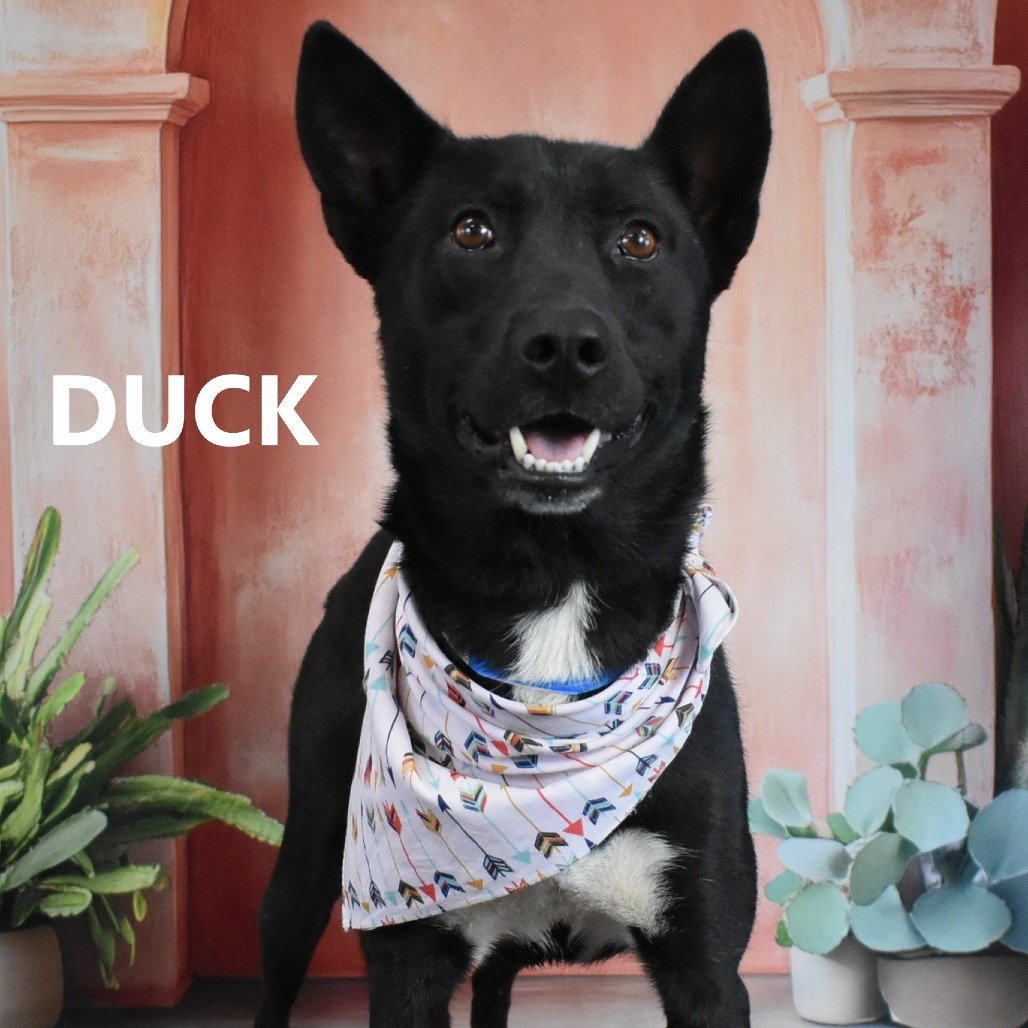 Duck