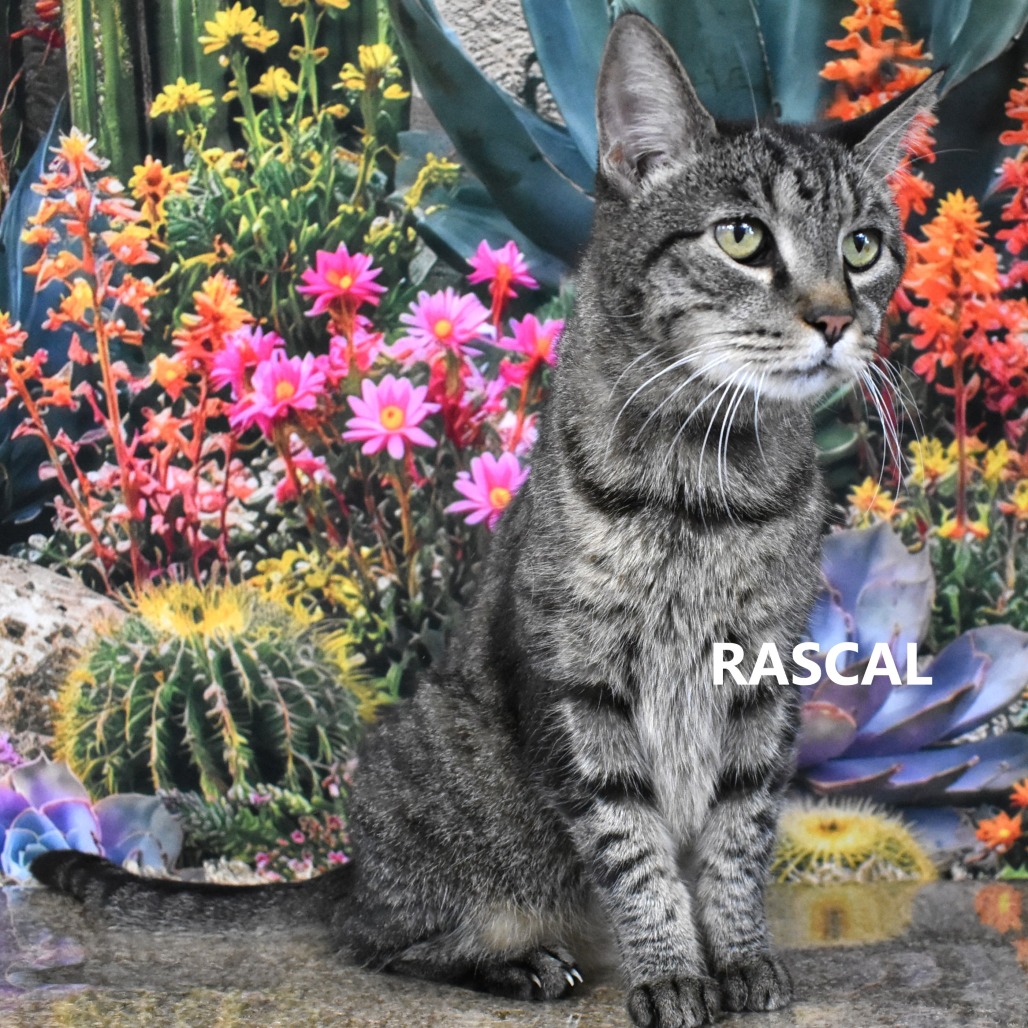 Rascal