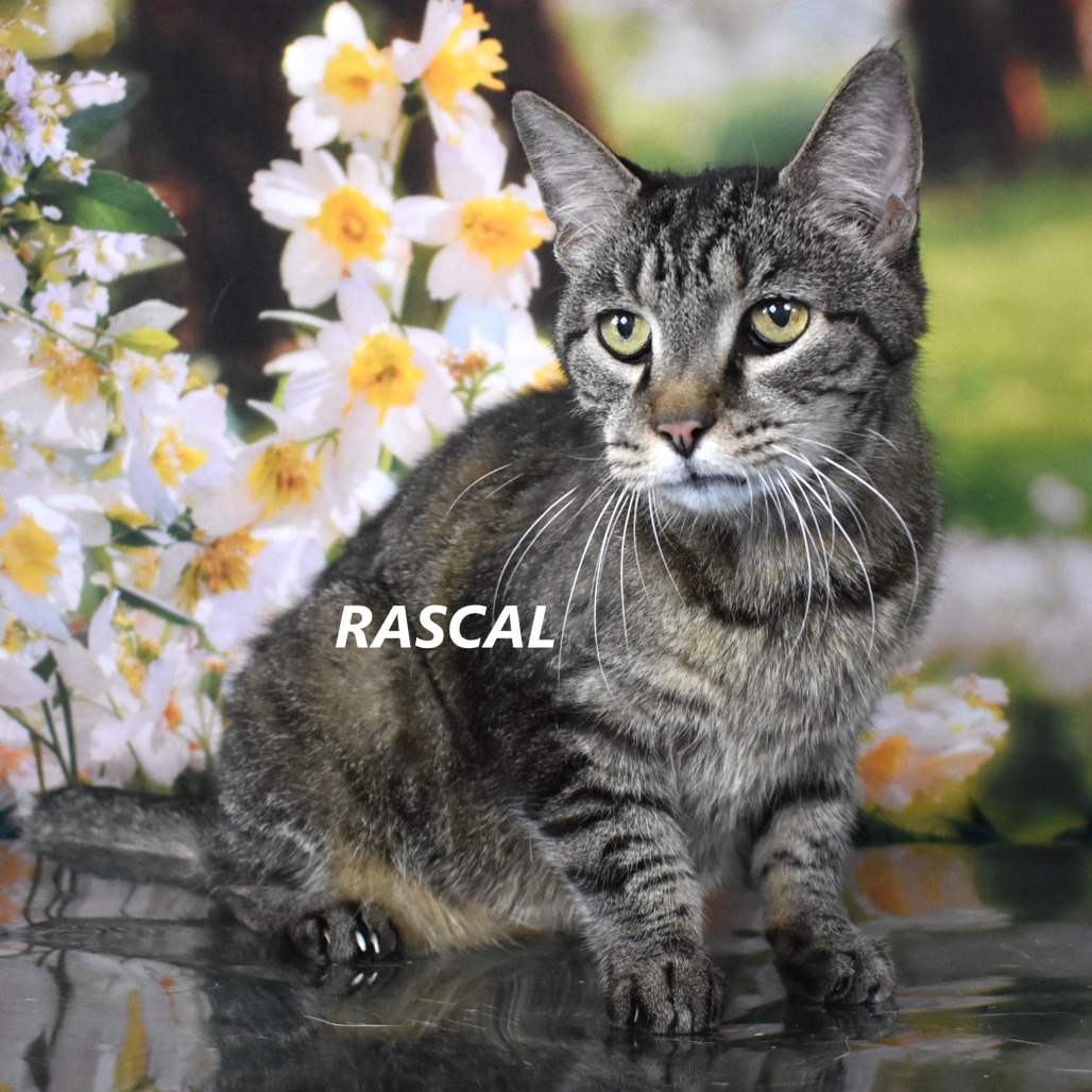 Rascal