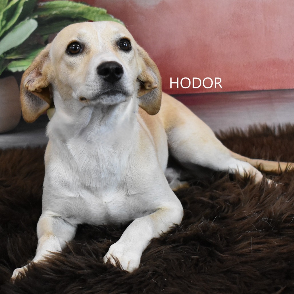 Hodor